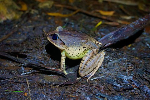 Glow Worms Private Tour - Nocturnal Rainforest Walk - Redcliffe Tourism 0
