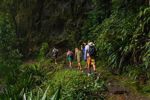 Glow Worms Private Tour - Nocturnal Rainforest Walk - Redcliffe Tourism 1