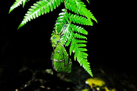 Glow Worms Private Tour - Nocturnal Rainforest Walk - Redcliffe Tourism 2