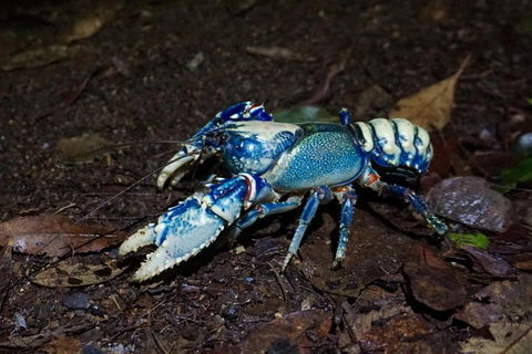 Glow Worms Private Tour - Nocturnal Rainforest Walk - Redcliffe Tourism 4