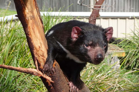 6-Day Tasmania Small-Group Guided Tour With Gourmet Food - Redcliffe Tourism 1