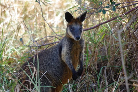 Byron Bay Combo: Hinterland Tour Including Minyon Falls And Kayaking With Dolphins - Redcliffe Tourism 2