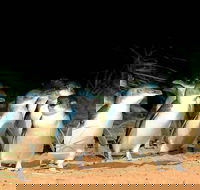 Phillip Island Penguins Private Tour - Redcliffe Tourism