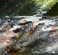 Daintree Rainforest Cape Tribulation Mossman Gorge Small-Group Day Tour - Redcliffe Tourism