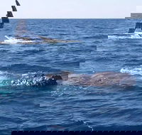 Noosa Whale Watching - Redcliffe Tourism