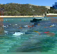 All Inclusive Dolphin and Tangalooma Wrecks Cruise - Redcliffe Tourism