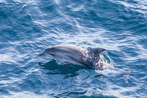 All Inclusive Dolphin And Tangalooma Wrecks Cruise - Redcliffe Tourism 1