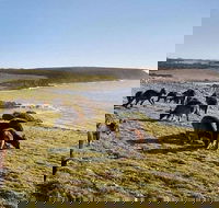 Kangaroo Island Personal Group Tours - Redcliffe Tourism