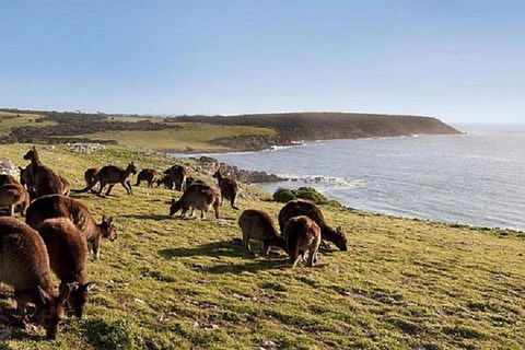 Kangaroo Island Personal Group Tours - Redcliffe Tourism 0