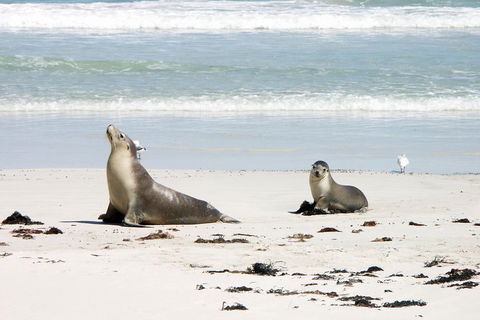 Kangaroo Island Personal Group Tours - Redcliffe Tourism 3
