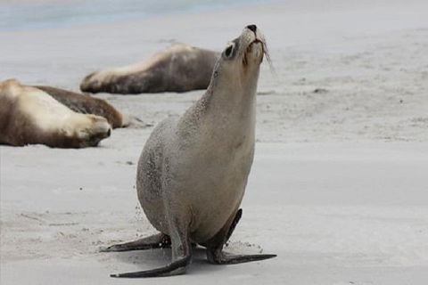 Kangaroo Island Personal Group Tours - Redcliffe Tourism 4