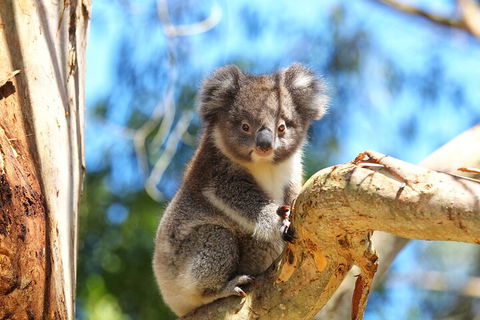 LGBT+ Friendly 2 Day Private Tour Great Ocean Road + Phillip Island - Redcliffe Tourism 1