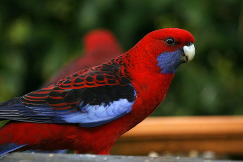 LGBT+ Friendly 2 Day Private Tour Great Ocean Road + Phillip Island - Redcliffe Tourism 3