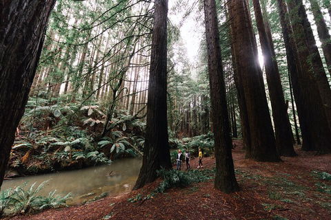 LGBT+ Friendly 3 Day Private Tour Great Ocean Road & Phillip Island - Redcliffe Tourism 2