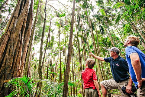 Natural Bridge & Springbrook Waterfalls Tour + Hot Air Balloon With Breakfast - Redcliffe Tourism 5