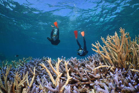Silversonic Outer Great Barrier Reef Dive And Snorkel Cruise From Port Douglas - Redcliffe Tourism 4
