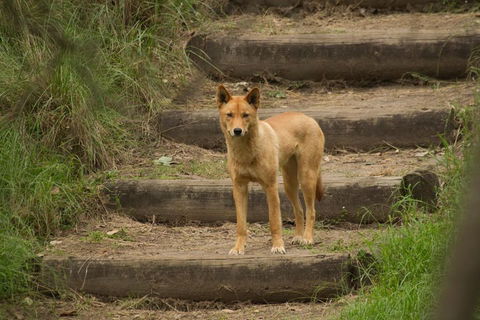 Blue Mountains Small-Group Insider Tour From Sydney - Redcliffe Tourism 3