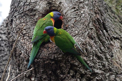 Private Blue Mountains Insider Tour From Sydney - Redcliffe Tourism 3