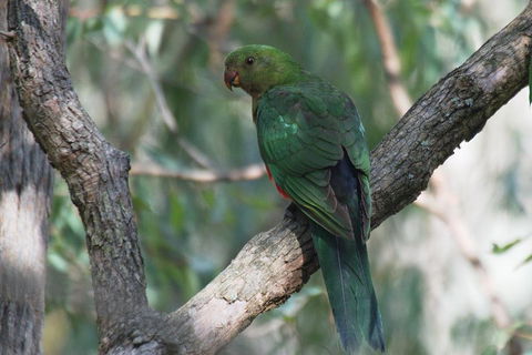 Private Blue Mountains Insider Tour From Sydney - Redcliffe Tourism 5