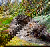 Cradle Mountain National Park Day Tour from Launceston - Redcliffe Tourism