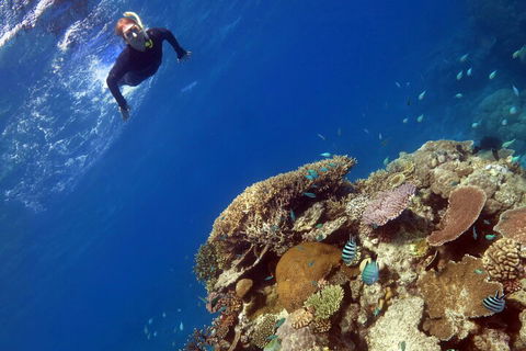 Silverswift Outer Great Barrier Reef Dive And Snorkel Cruise From Cairns - Redcliffe Tourism 3