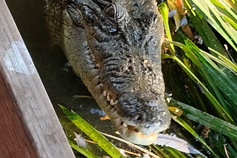 Litchfield Park Adventures And Jumping Crocodile Cruise + Butterfly Farm - Redcliffe Tourism 1