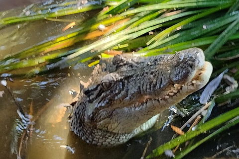 Litchfield Park Adventures And Jumping Crocodile Cruise + Butterfly Farm - Redcliffe Tourism 4