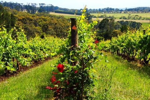 Mornington Peninsula Sightseeing Tour For 2-6 Guests. - Redcliffe Tourism 3