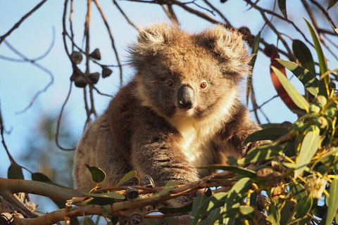 2-Hour Koala Walking Tour In Kangaroo Island - Redcliffe Tourism 0