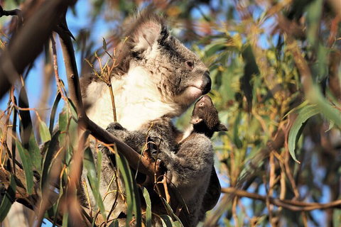 2-Hour Koala Walking Tour In Kangaroo Island - Redcliffe Tourism 1
