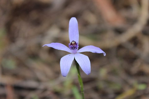 2-Hour Koala Walking Tour In Kangaroo Island - Redcliffe Tourism 2