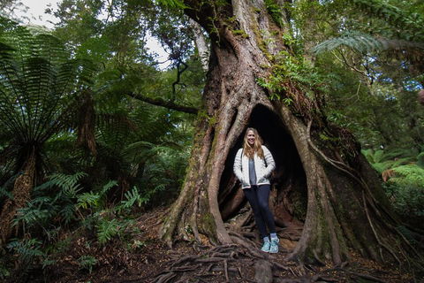 Great Ocean Road Small-Group Ecotour From Melbourne - Redcliffe Tourism 4
