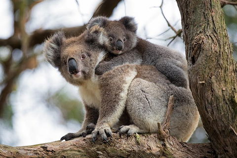 Great Ocean Road Sunset Tour From Melbourne - Redcliffe Tourism 0