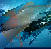 Great Barrier Reef Snorkeling and Diving Cruise from Cairns - Redcliffe Tourism