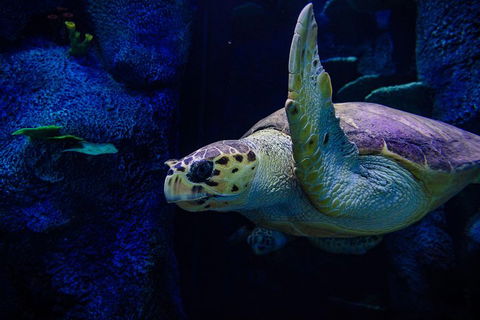 Sydney Attractions Pass: SEA LIFE Aquarium, Sydney Tower Eye, WILD LIFE Zoo And Madame Tussauds - Redcliffe Tourism 1