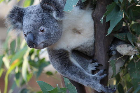 Sydney Attractions Pass: SEA LIFE Aquarium, Sydney Tower Eye, WILD LIFE Zoo And Madame Tussauds - Redcliffe Tourism 2