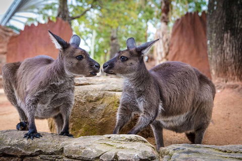 Sydney Attractions Pass: SEA LIFE Aquarium, Sydney Tower Eye, WILD LIFE Zoo And Madame Tussauds - Redcliffe Tourism 5