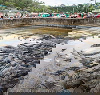 Hartley's Crocodile Adventures Day Trip from Palm Cove - Redcliffe Tourism