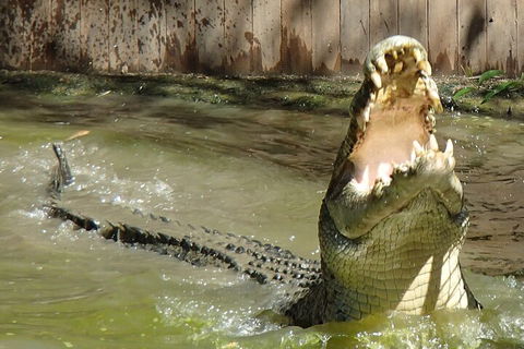 Hartley's Crocodile Adventures Day Trip From Palm Cove - Redcliffe Tourism 3