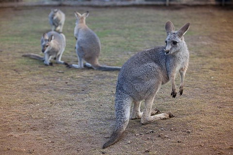 Private Tour: Blue Mountains Day Trip From Sydney - Redcliffe Tourism 2