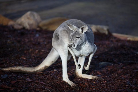 Private Tour: Blue Mountains Day Trip From Sydney - Redcliffe Tourism 3