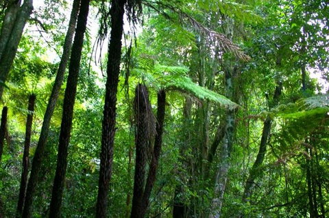 Private Tour: Blue Mountains Day Trip From Sydney - Redcliffe Tourism 4