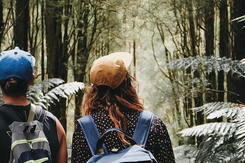 Small Group - 12 Apostles, Otways & Great Ocean Road Day Tour From Melbourne - Redcliffe Tourism 3