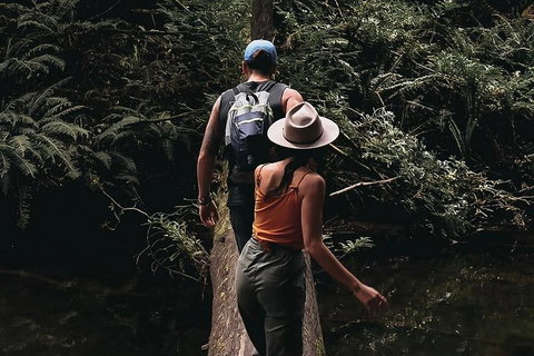 Small Group - 12 Apostles, Otways & Great Ocean Road Day Tour From Melbourne - Redcliffe Tourism 5