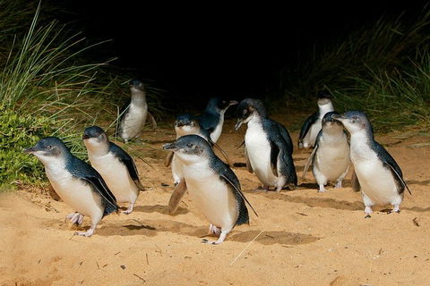 Small Group - Phillip Island Hike & Penguin Parade Day Tour From Melbourne - Redcliffe Tourism 1