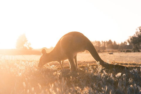 Small Group - Phillip Island Hike & Penguin Parade Day Tour From Melbourne - Redcliffe Tourism 2