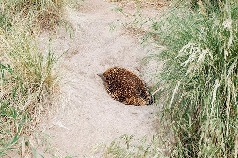 Small Group - Phillip Island Hike & Penguin Parade Day Tour From Melbourne - Redcliffe Tourism 3