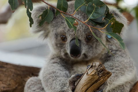 Small Group - Phillip Island Hike & Penguin Parade Day Tour From Melbourne - Redcliffe Tourism 4