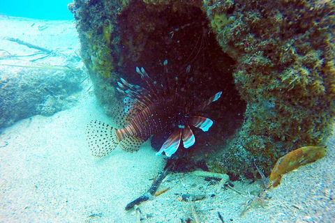 Wave Break Island Scuba Diving On The Gold Coast - Redcliffe Tourism 5