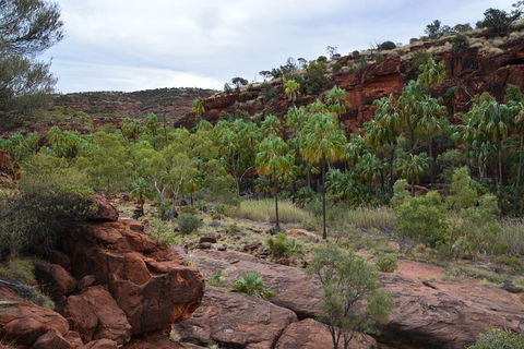 Palm Valley And Hermannsburg 1 Day 4WD Tour - Redcliffe Tourism 4